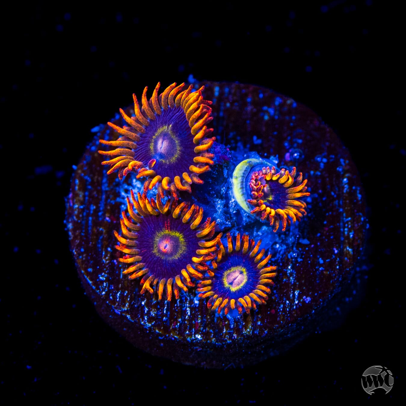 Rainbow Hornet Zoanthids