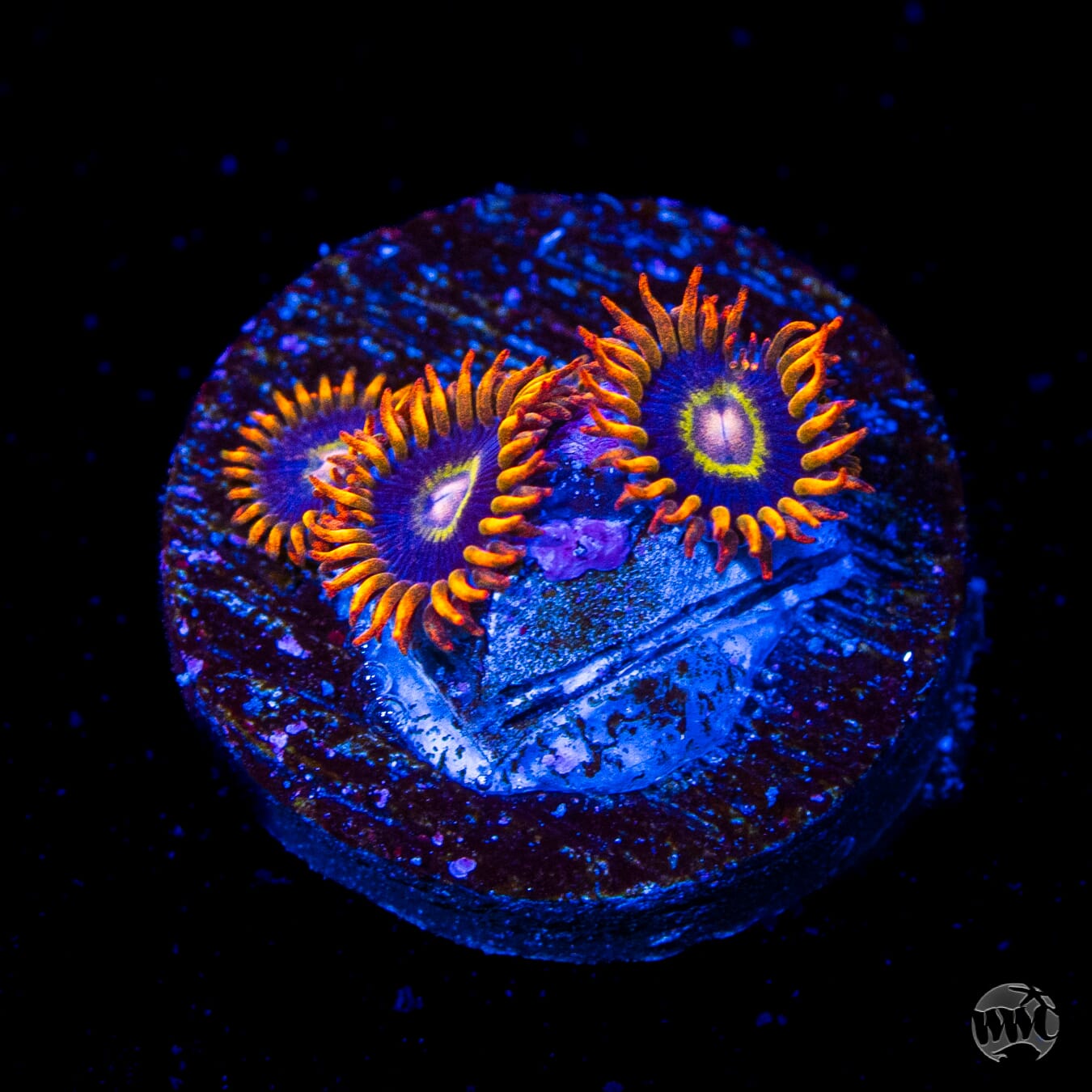 Rainbow Hornet Zoanthids