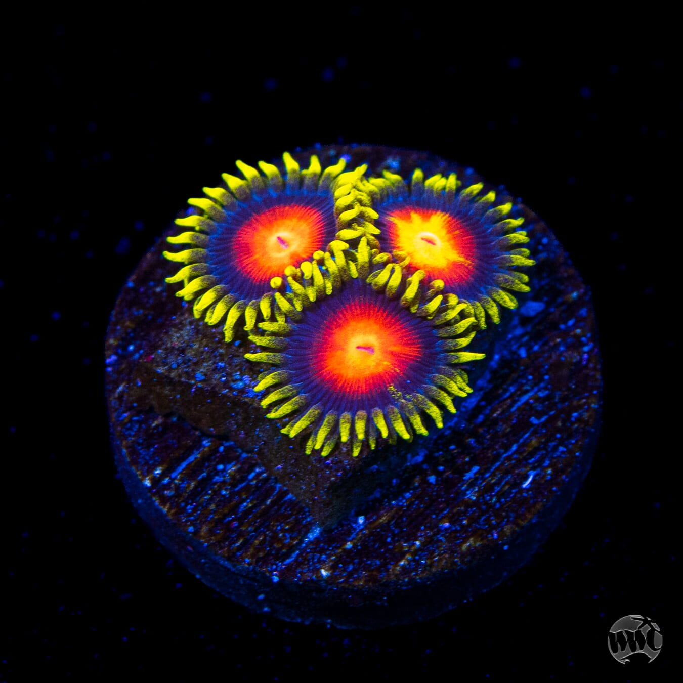 WWC Yellow Brick Road Zoanthids