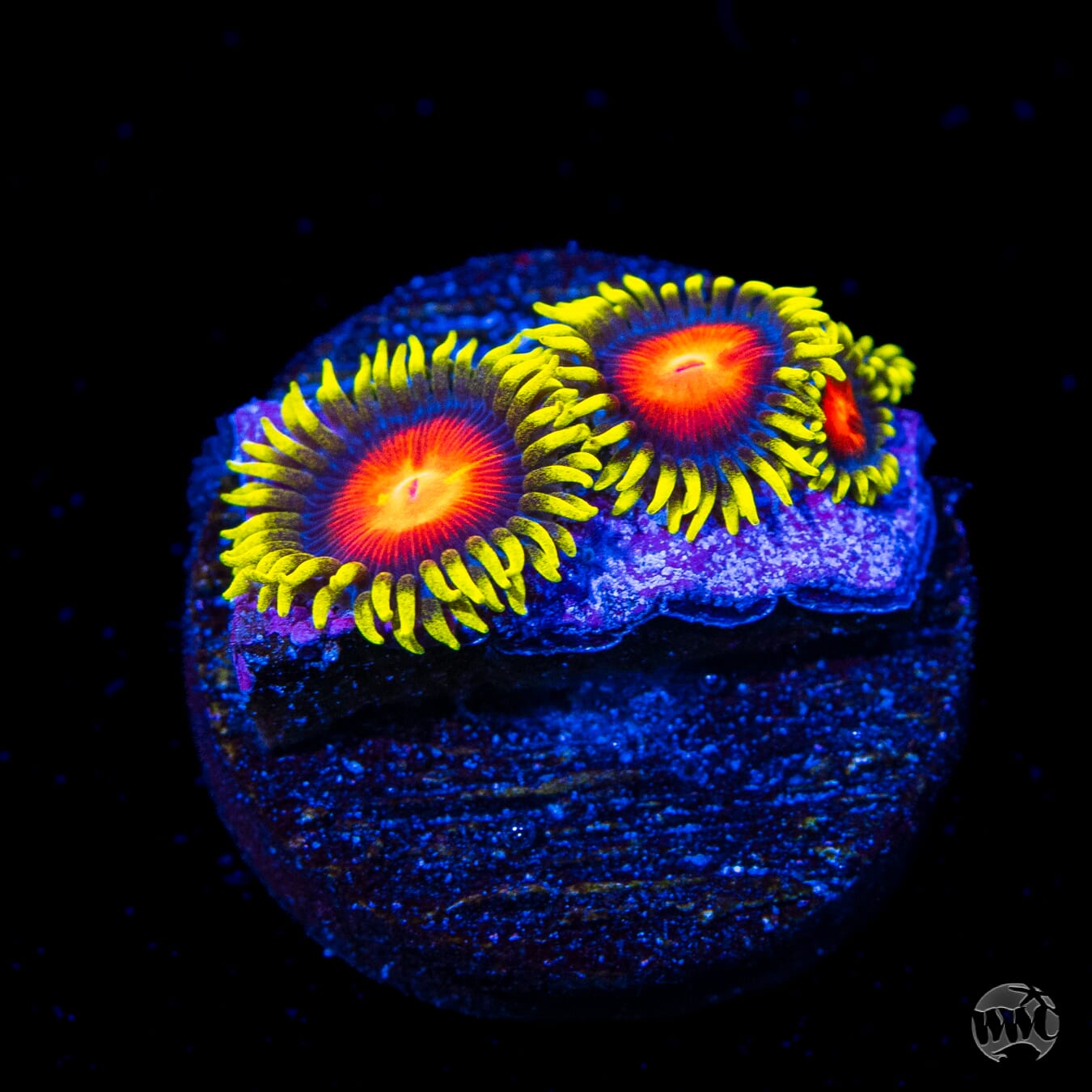 WWC Yellow Brick Road Zoanthids