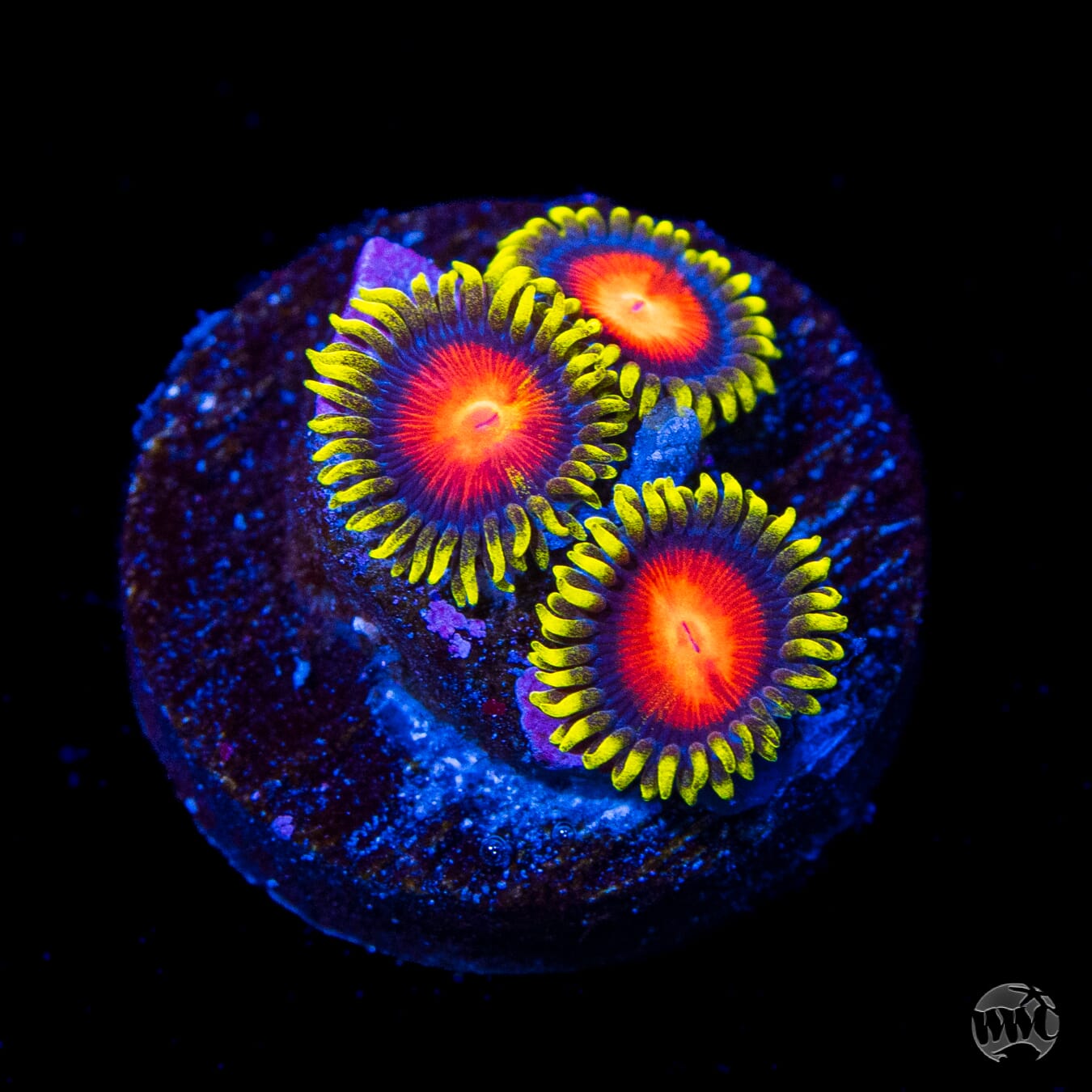 WWC Yellow Brick Road Zoanthids