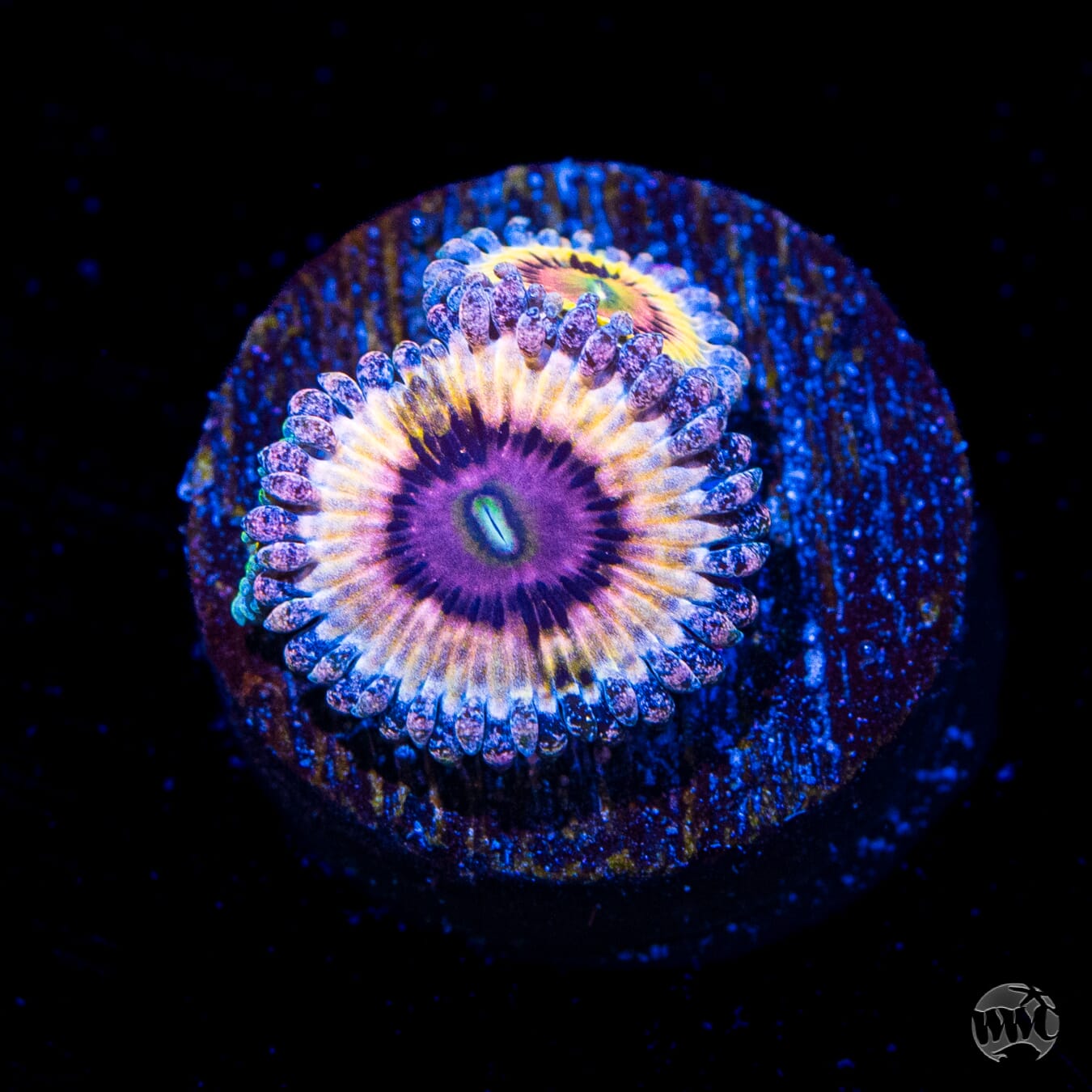 Queen Stratosphere Zoanthids