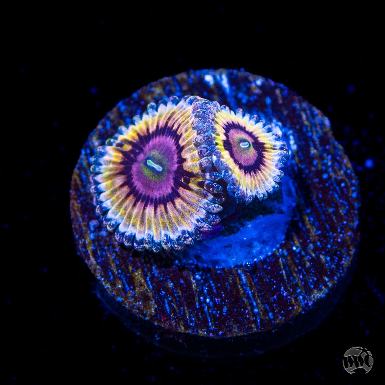 Queen Stratosphere Zoanthids