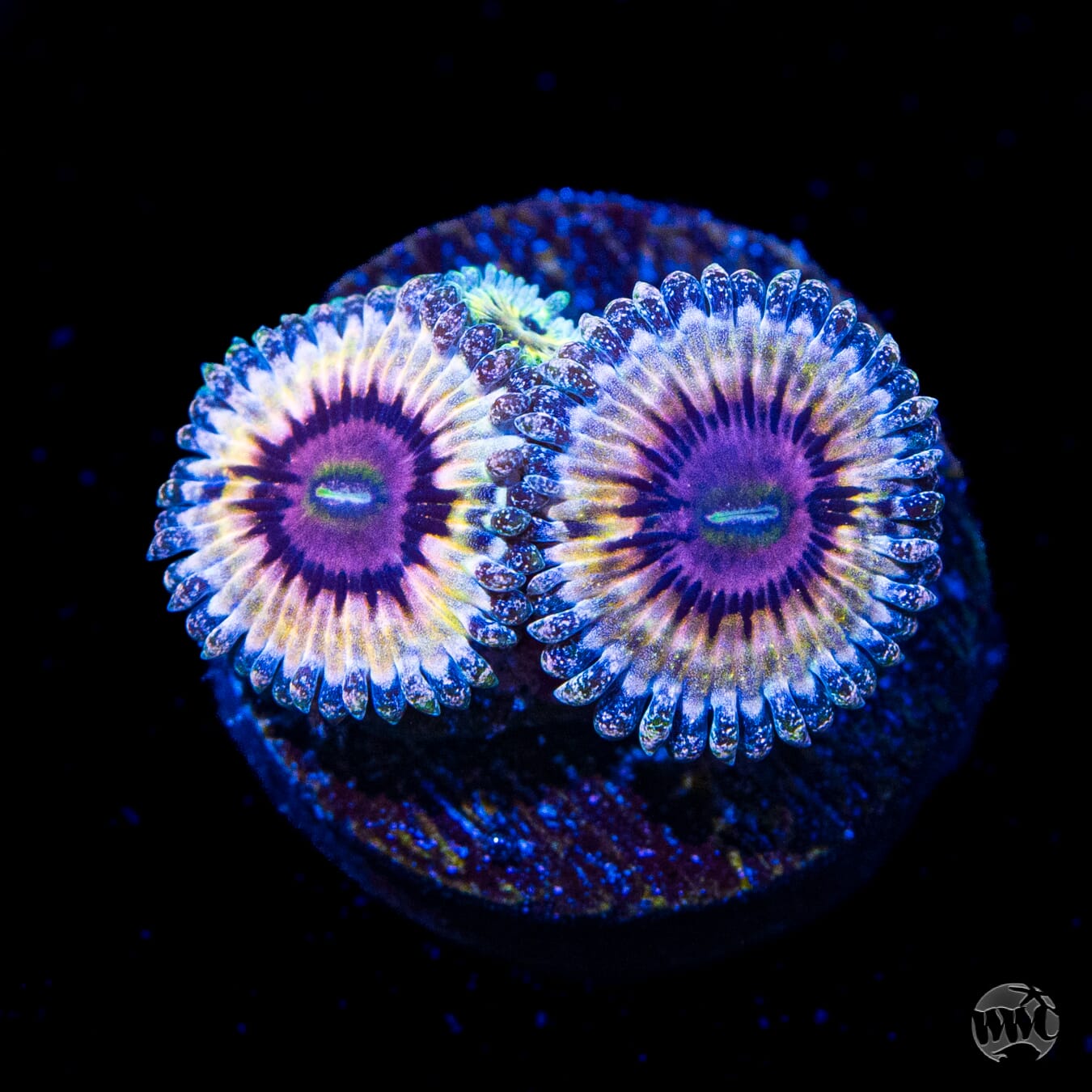 Queen Stratosphere Zoanthids