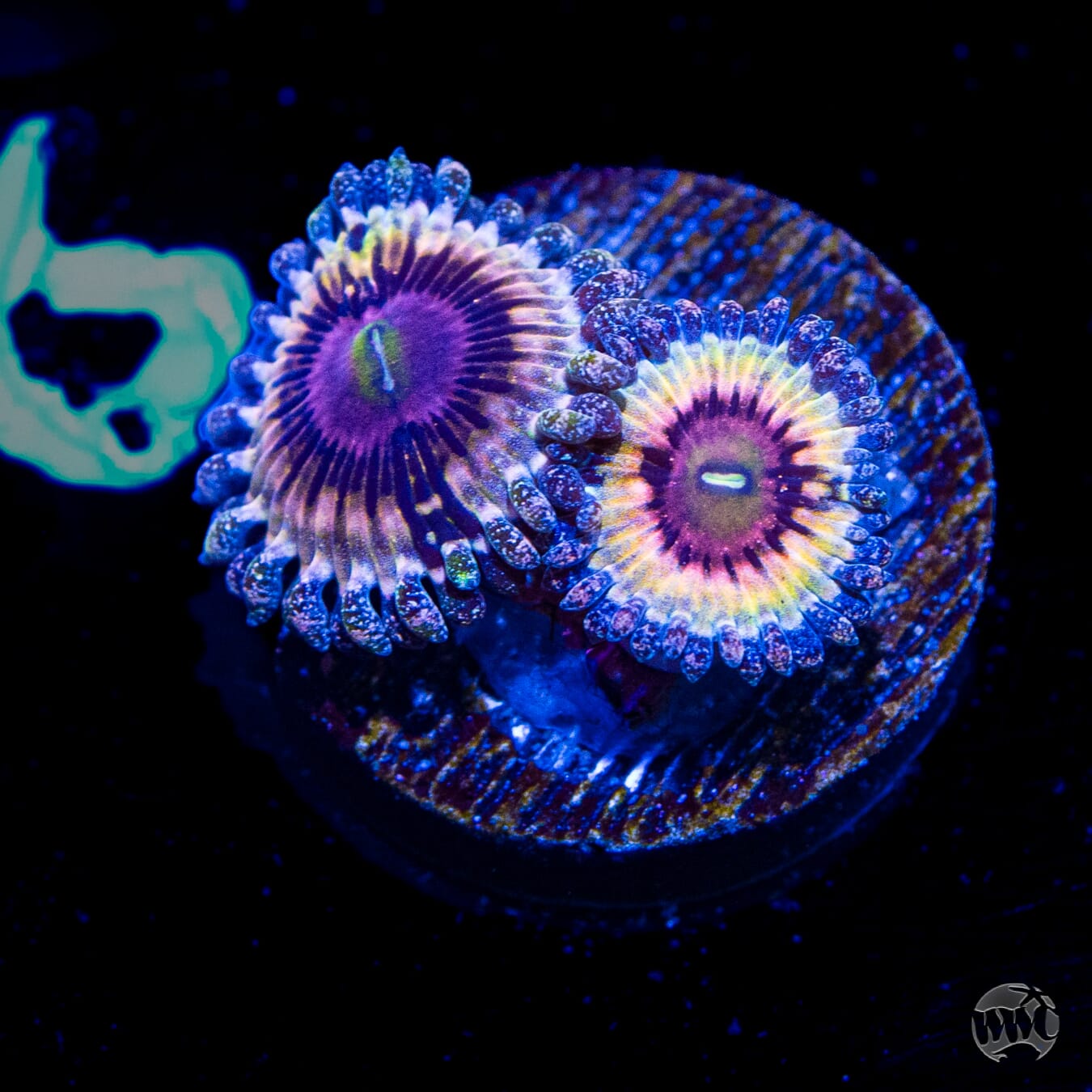 Queen Stratosphere Zoanthids