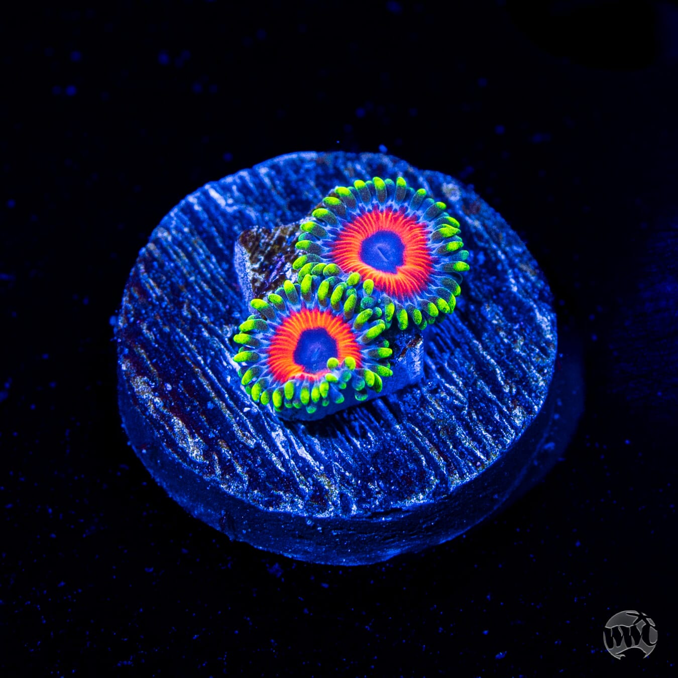 Whammin Watermelon Zoanthids