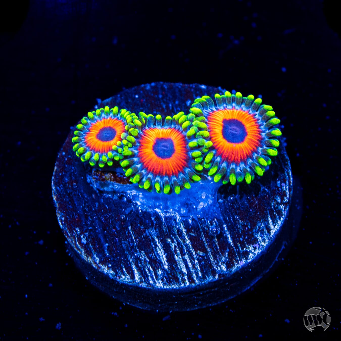 Whammin Watermelon Zoanthids