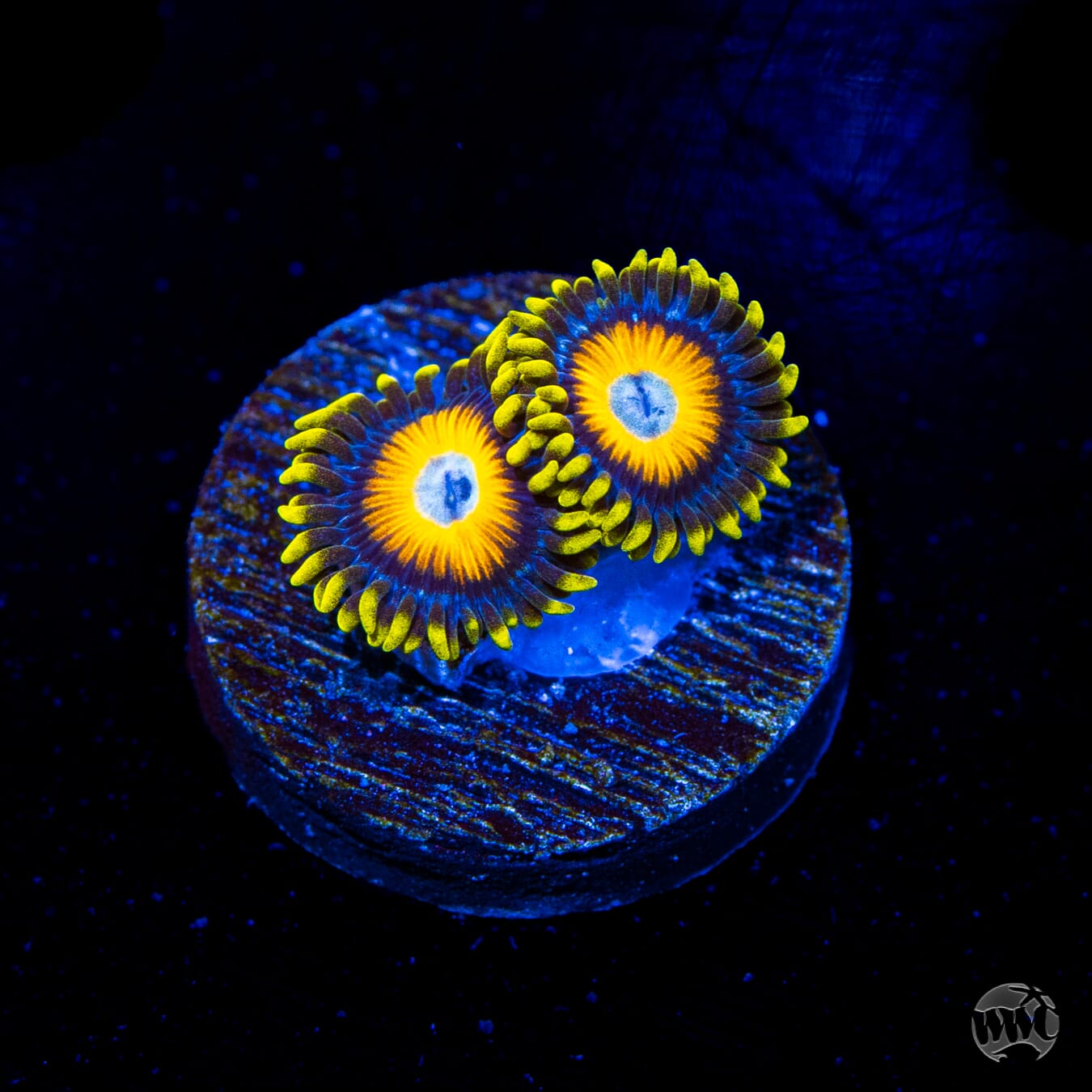 Scrambled Eggs Zoanthids