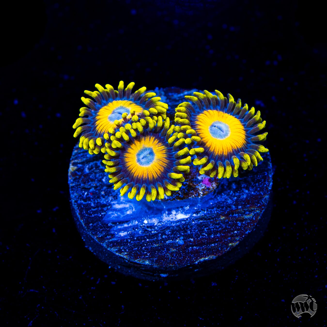 Scrambled Eggs Zoanthids