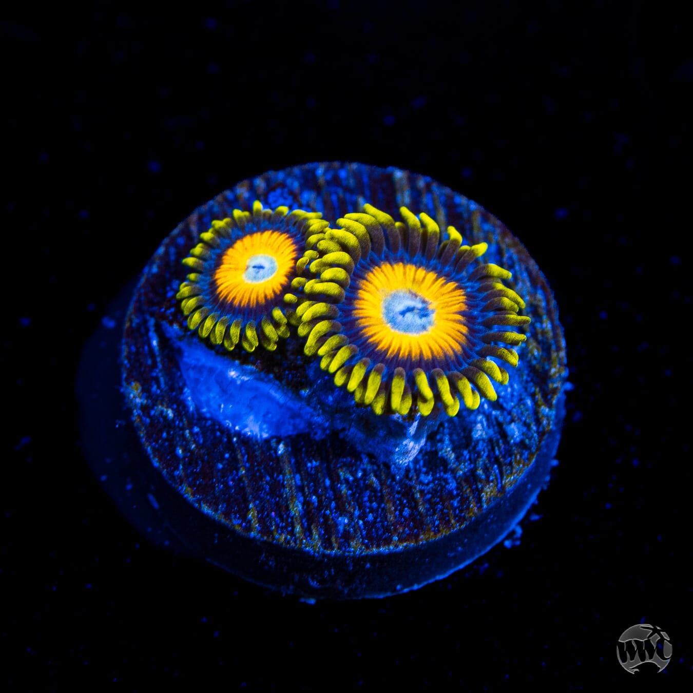 Scrambled Eggs Zoanthids