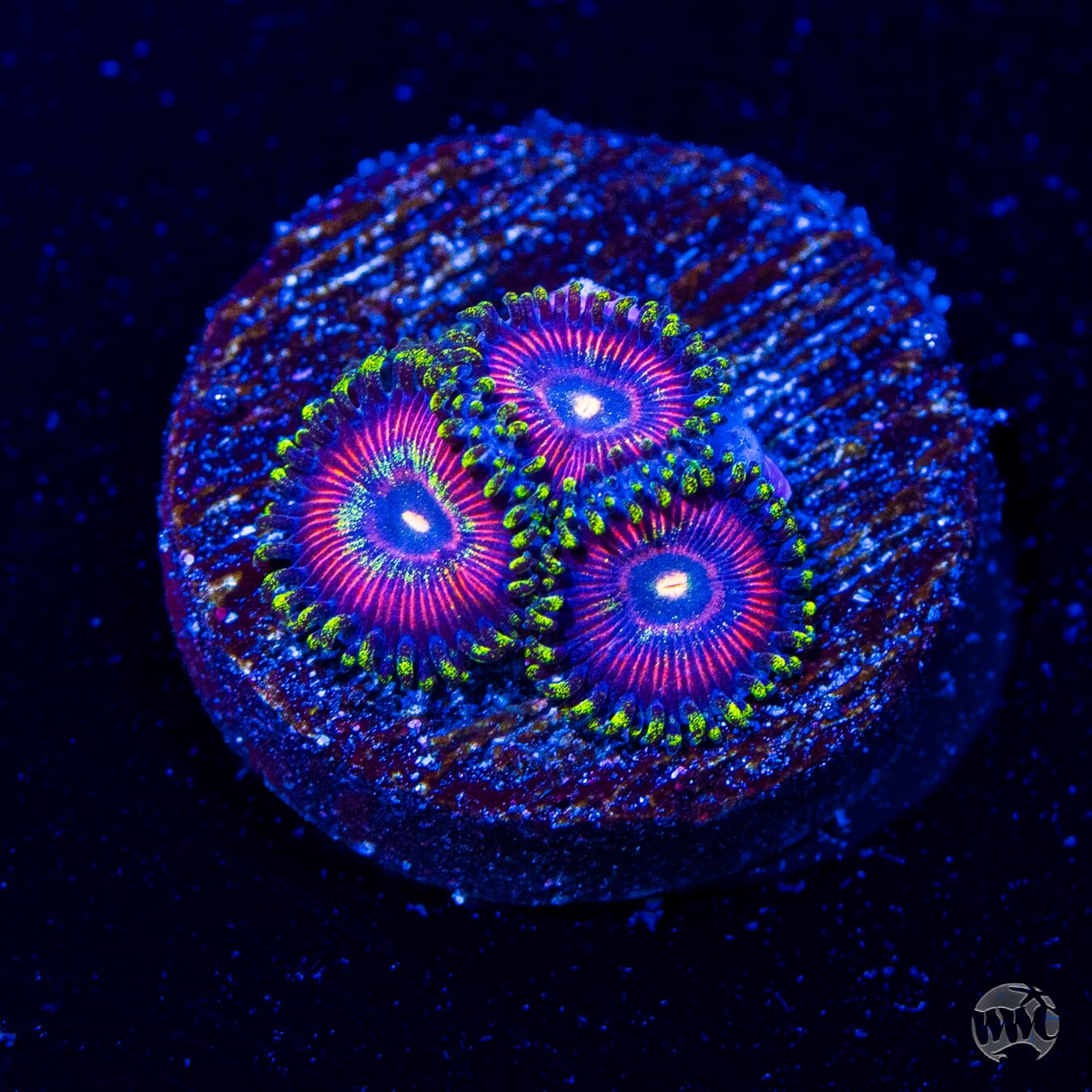 WWC Mini Me Zoanthids