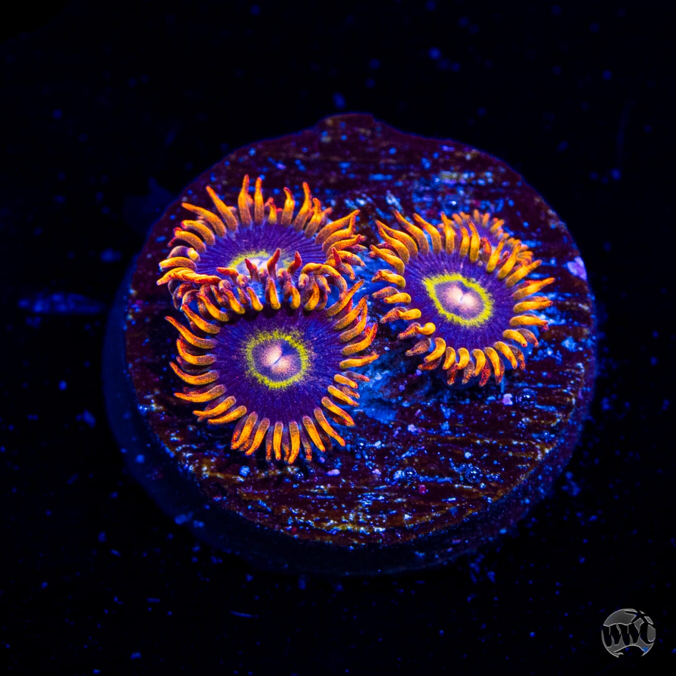 Rainbow Hornet Zoanthids