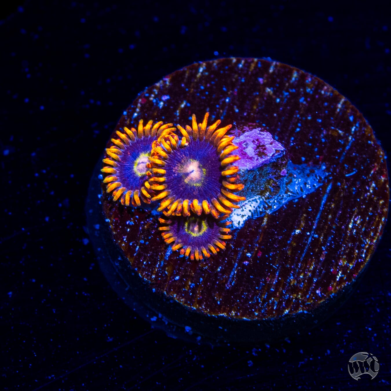 Rainbow Hornet Zoanthids