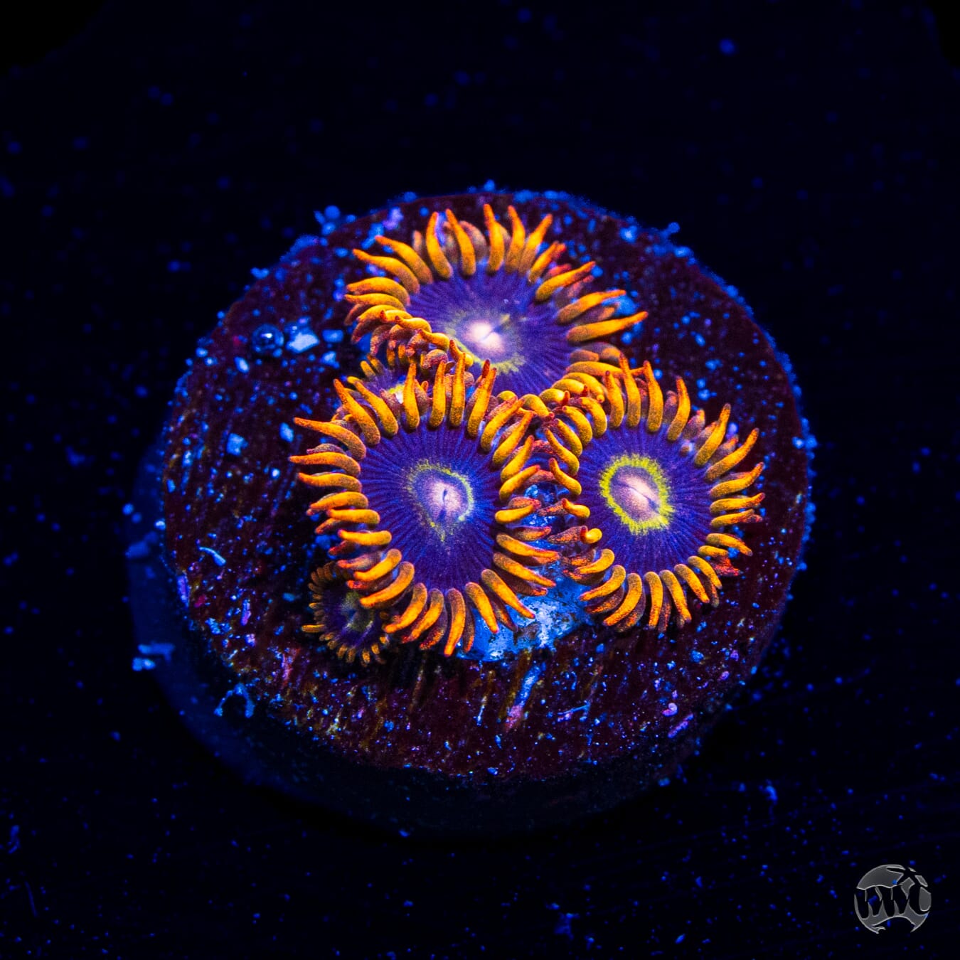 Rainbow Hornet Zoanthids