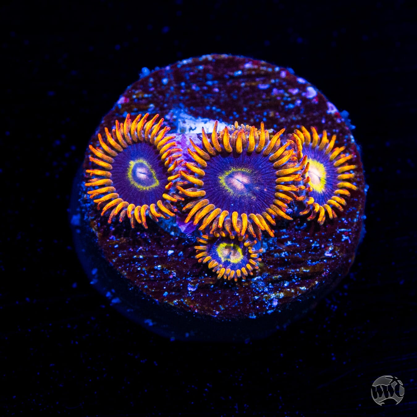 Rainbow Hornet Zoanthids