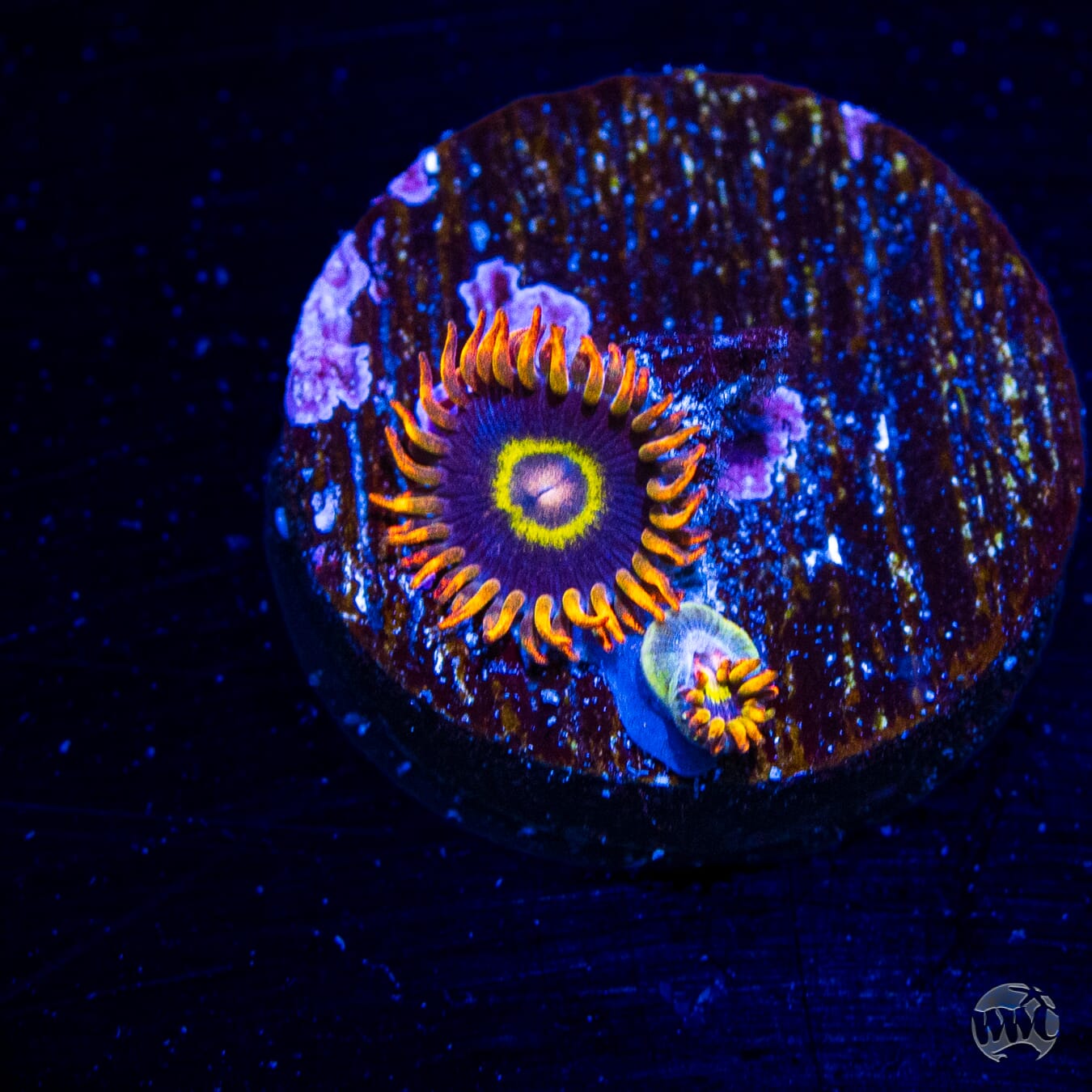 Rainbow Hornet Zoanthids