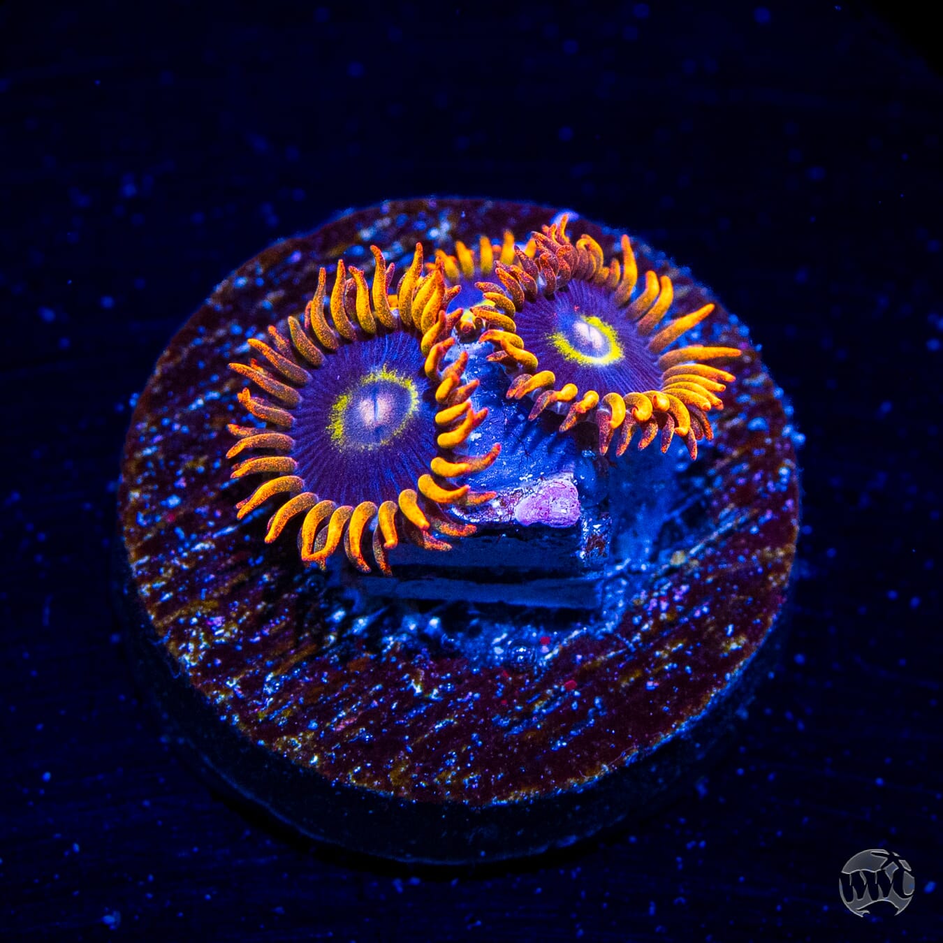 Rainbow Hornet Zoanthids