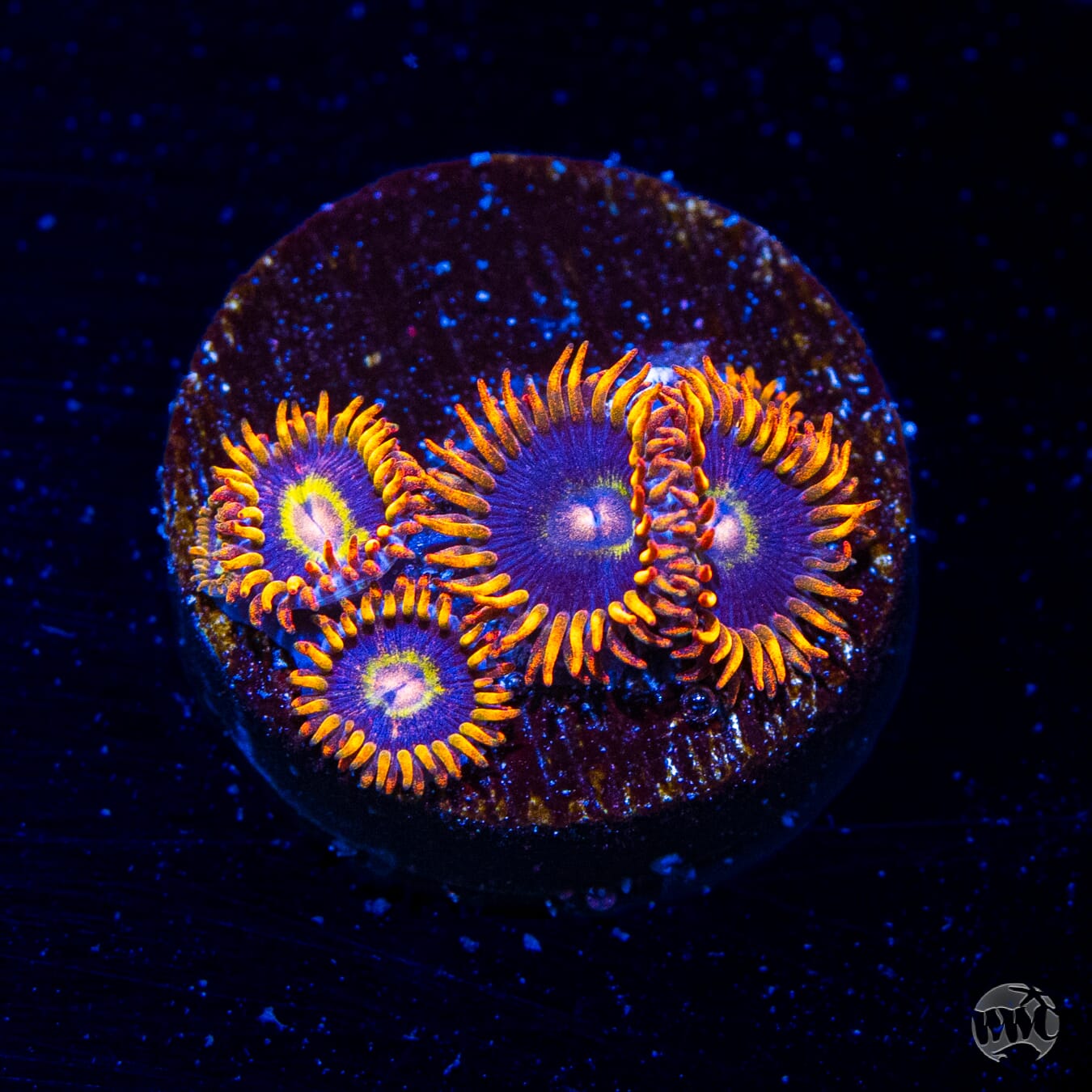 Rainbow Hornet Zoanthids