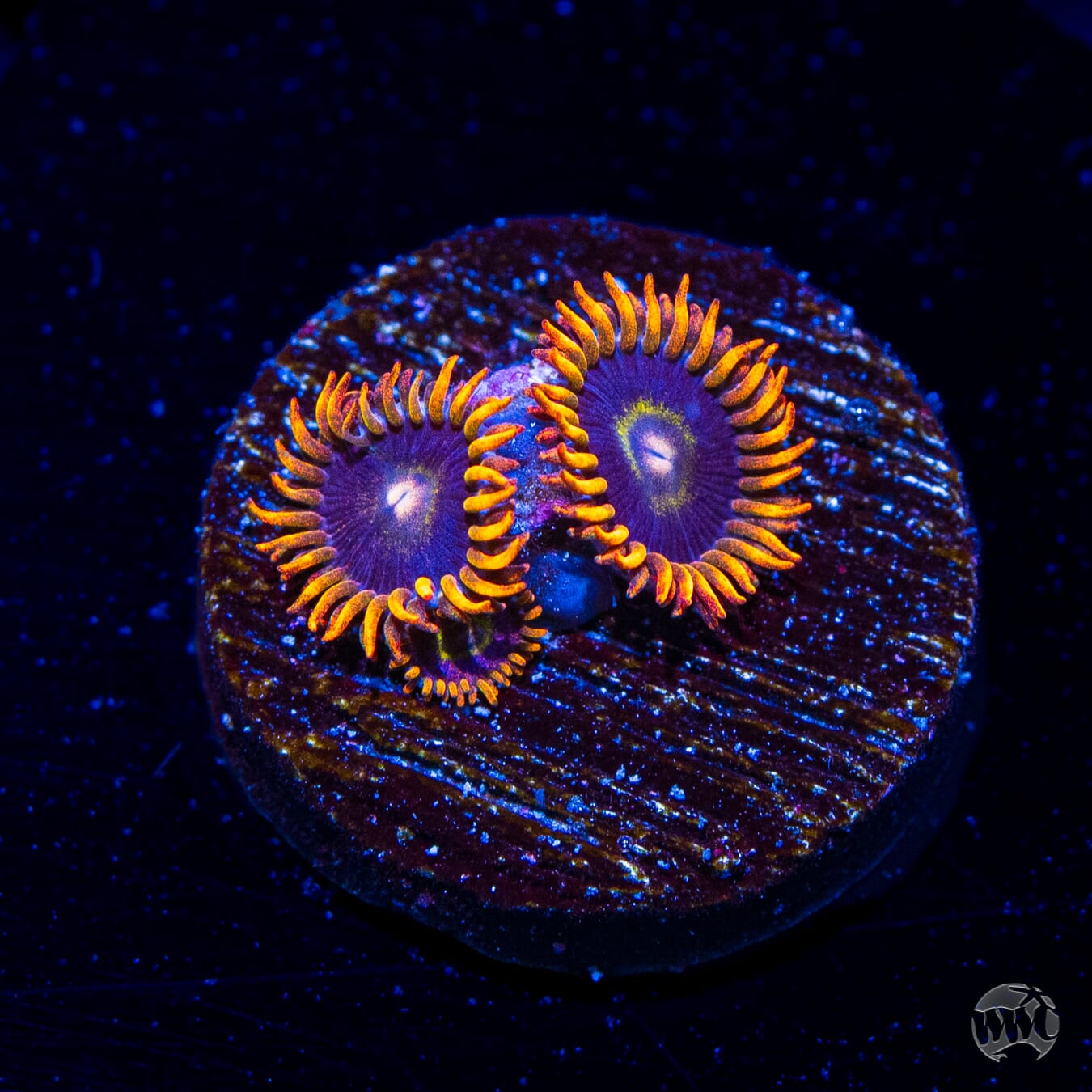 Rainbow Hornet Zoanthids