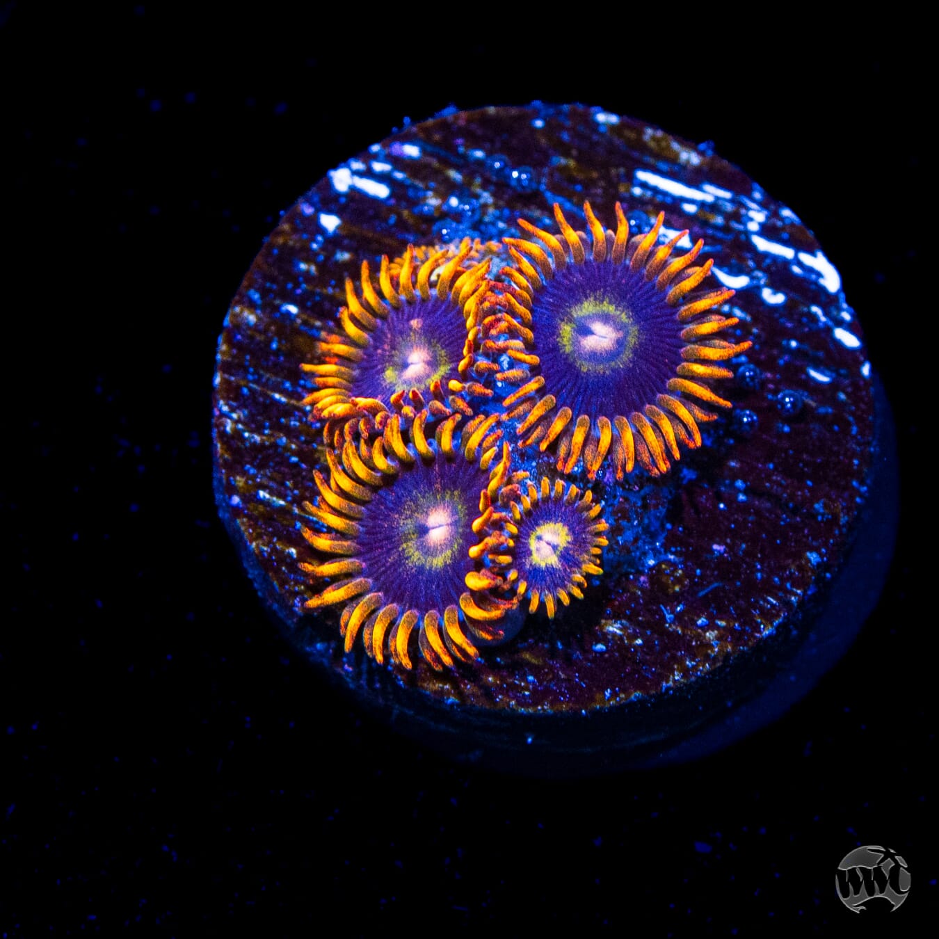 Rainbow Hornet Zoanthids