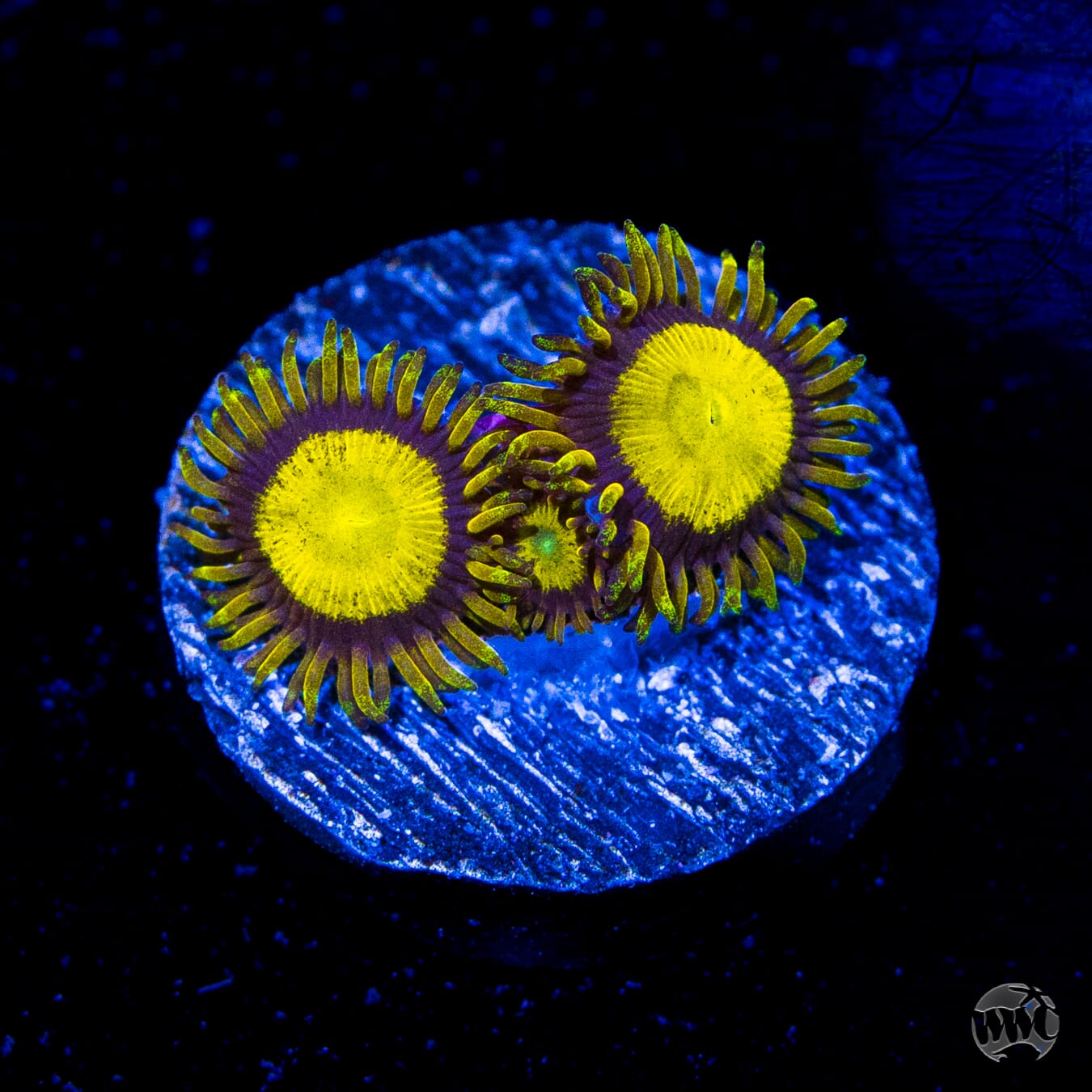 King Midas Zoanthids