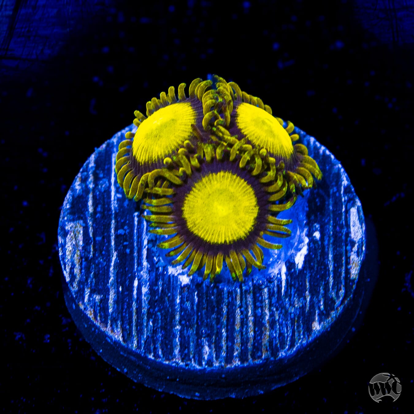 King Midas Zoanthids