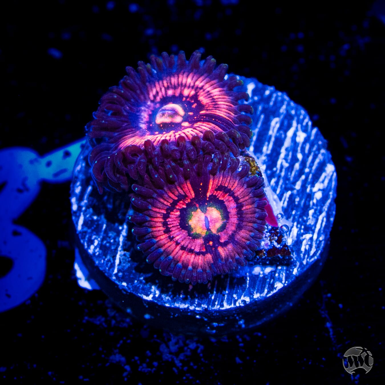 WWC Nimble Monster Zoanthids