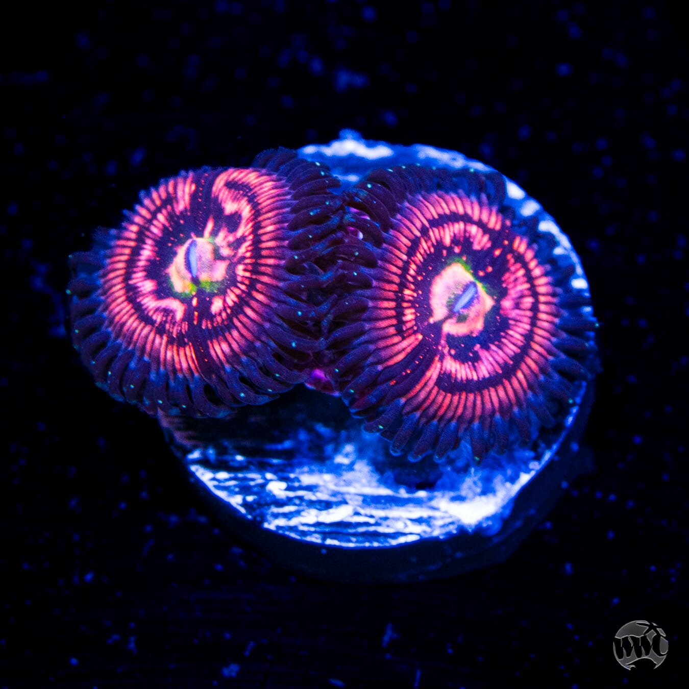 WWC Nimble Monster Zoanthids