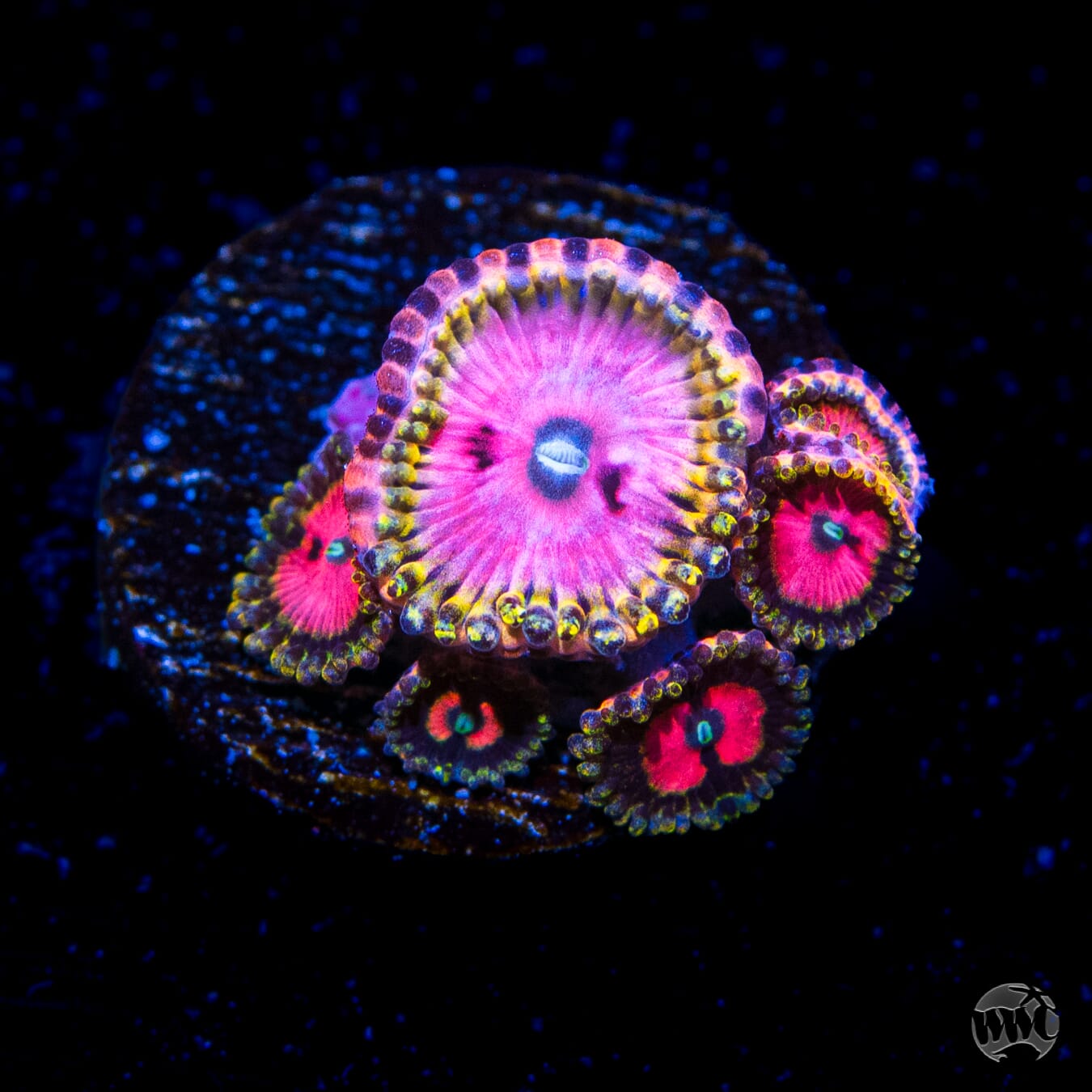 RR Pink Diamond Zoanthids