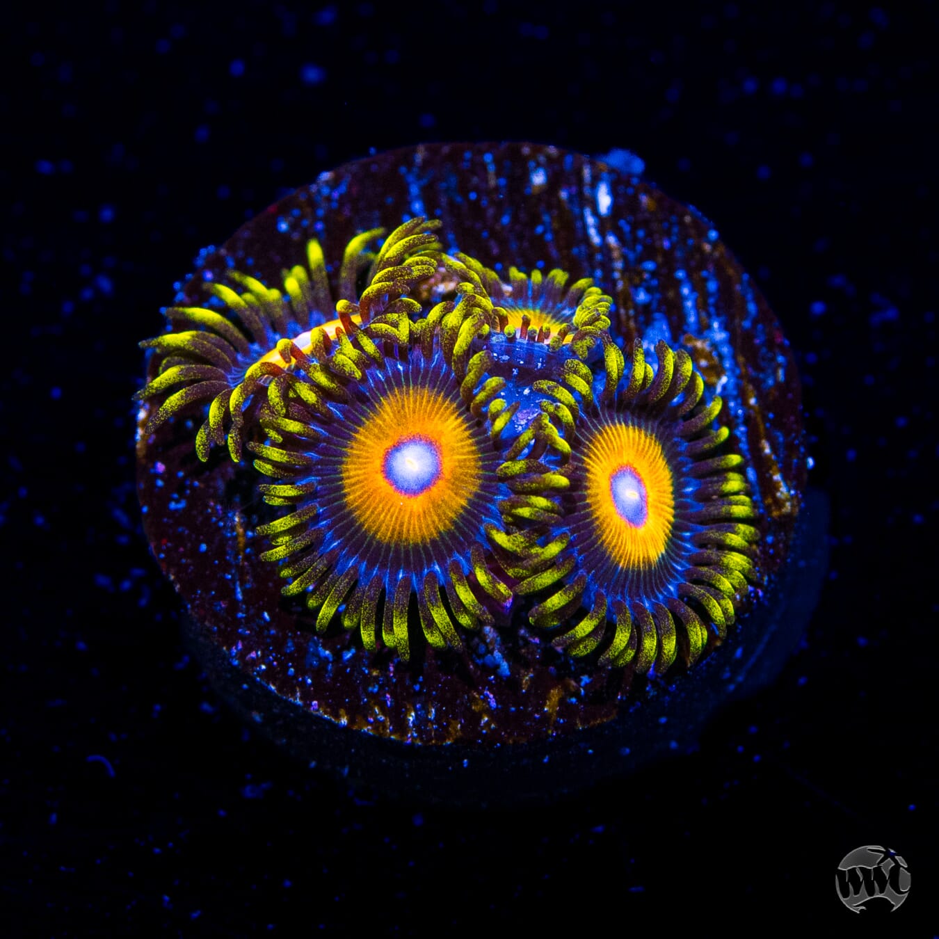 Super Saiyan Zoanthids