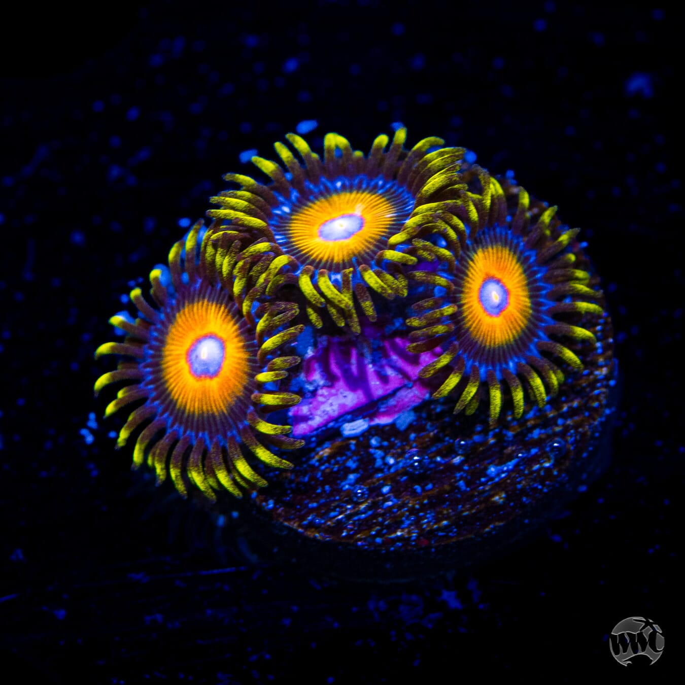 Super Saiyan Zoanthids