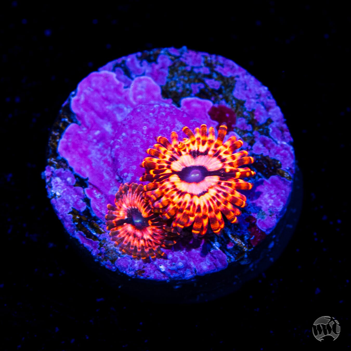 Utter Chaos Zoanthids