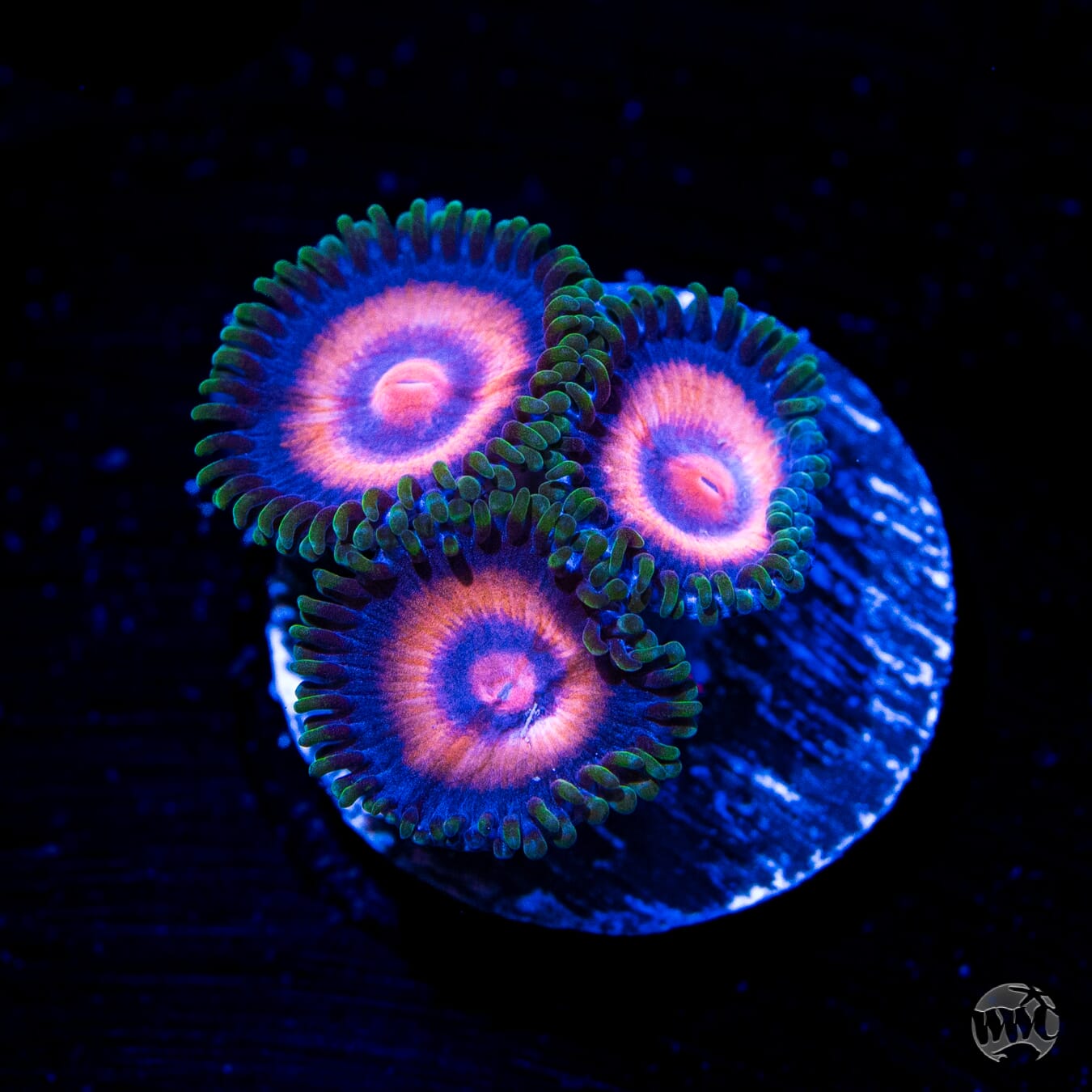 Supergirls Zoanthids