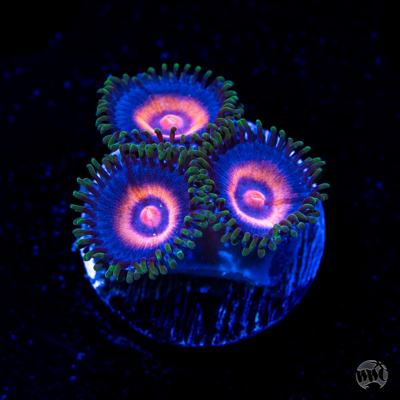 Supergirls Zoanthids