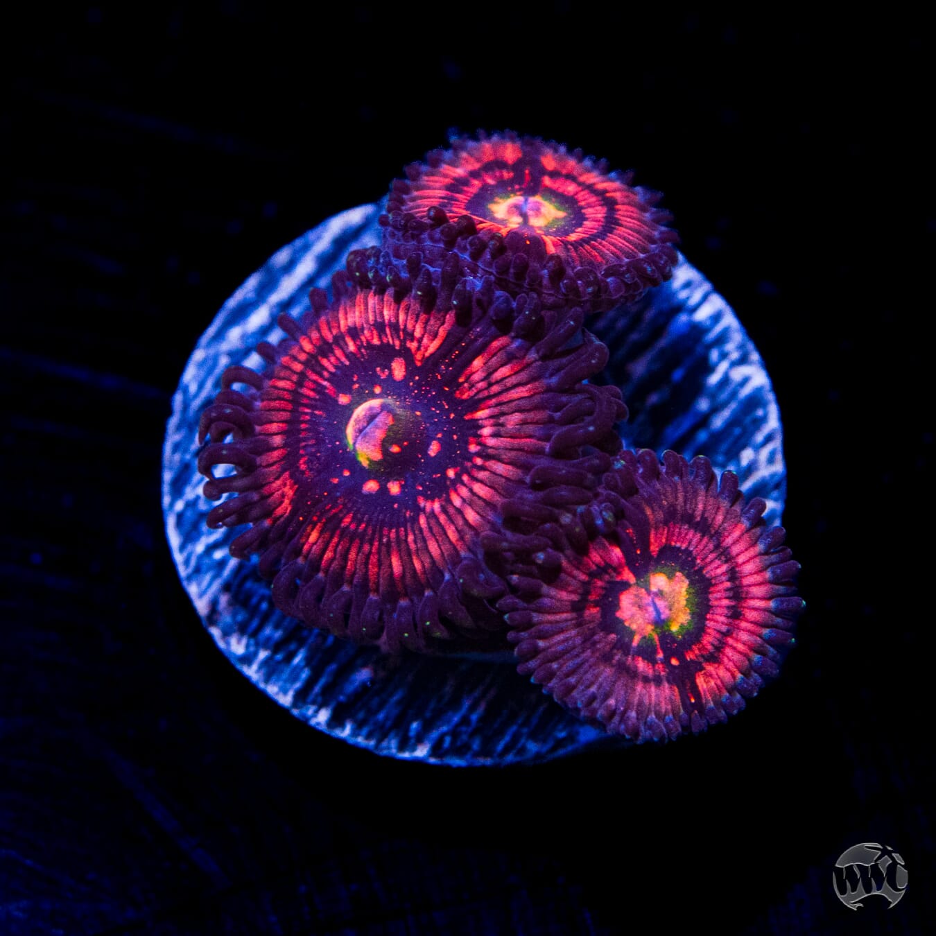 Nimble Monster Zoanthids