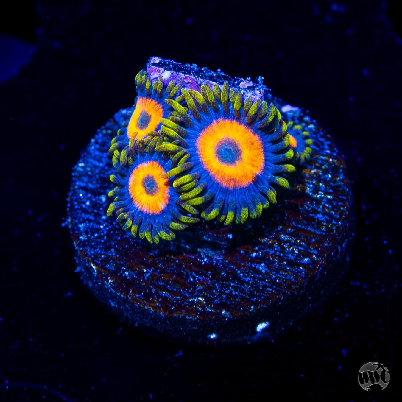 Jungle Juice Zoanthids