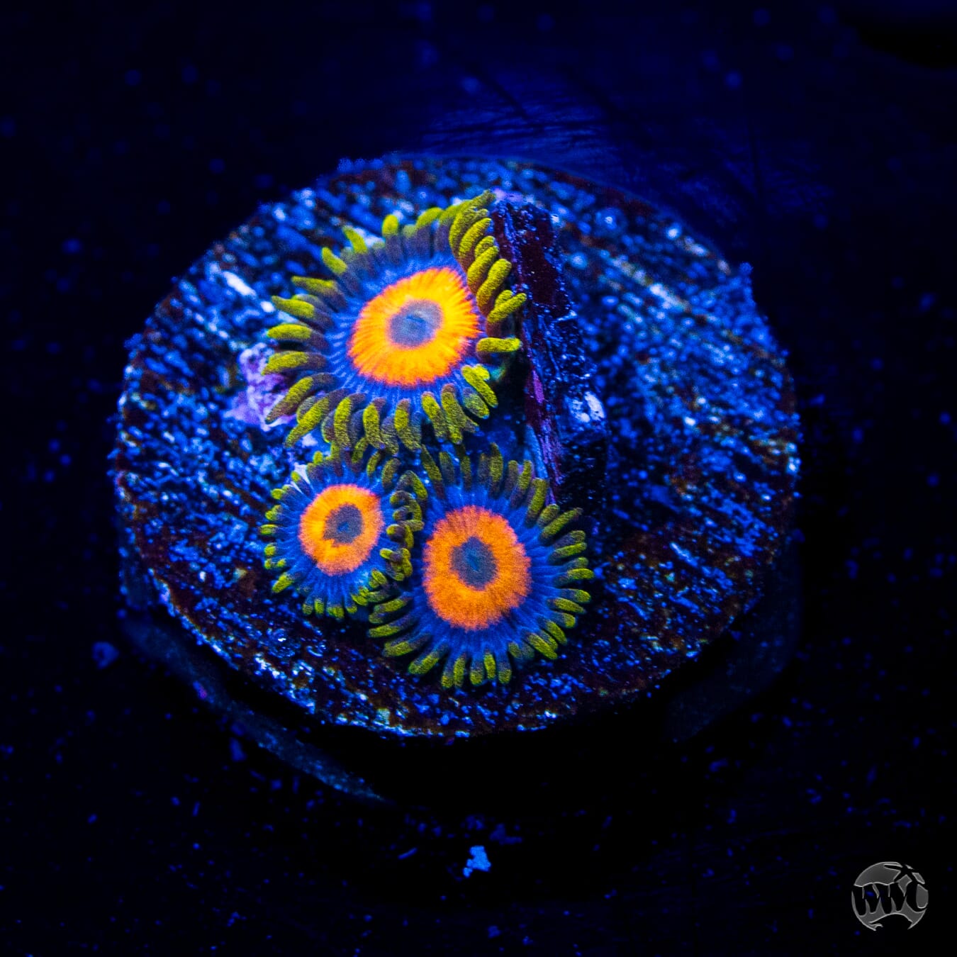 Jungle Juice Zoanthids