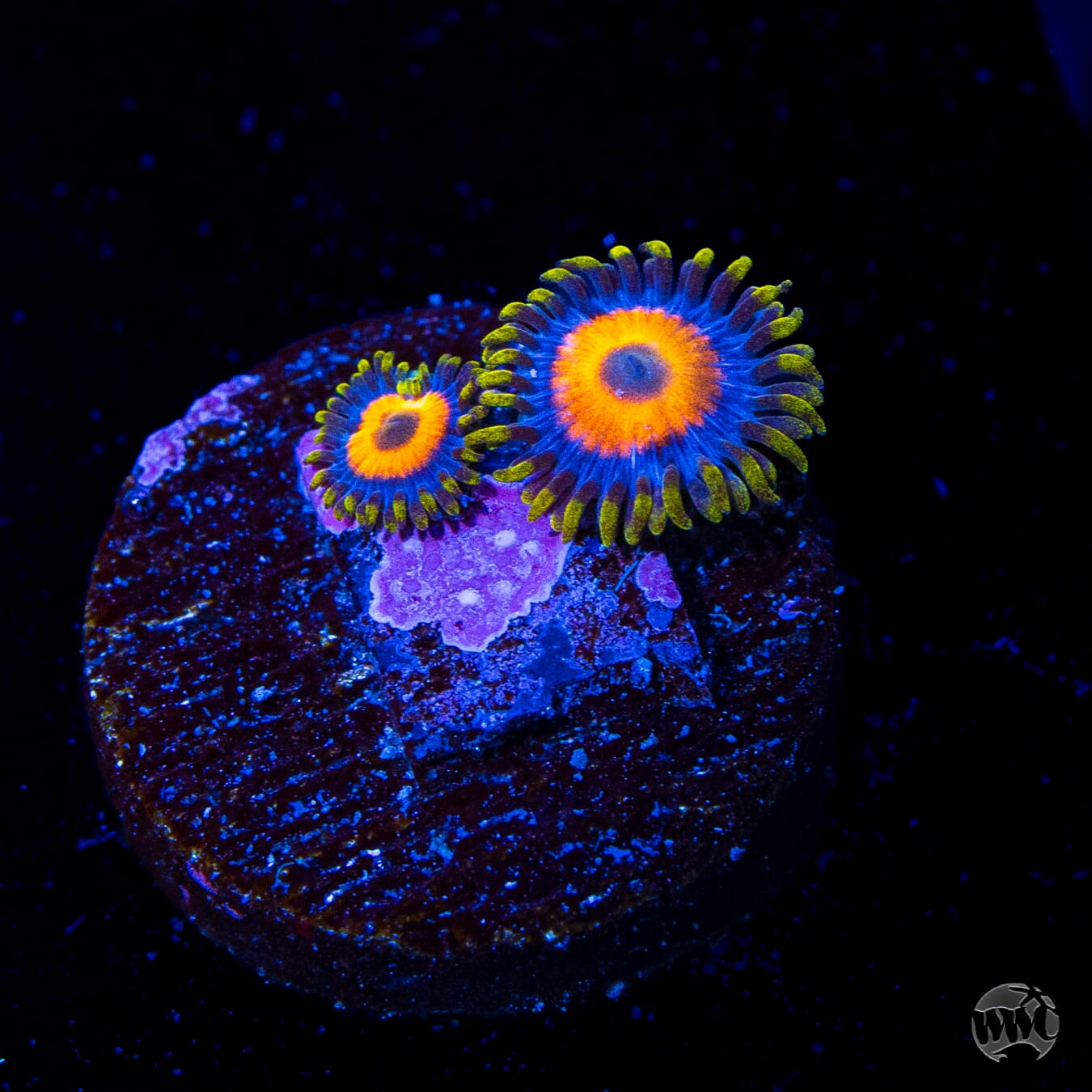 Jungle Juice Zoanthids