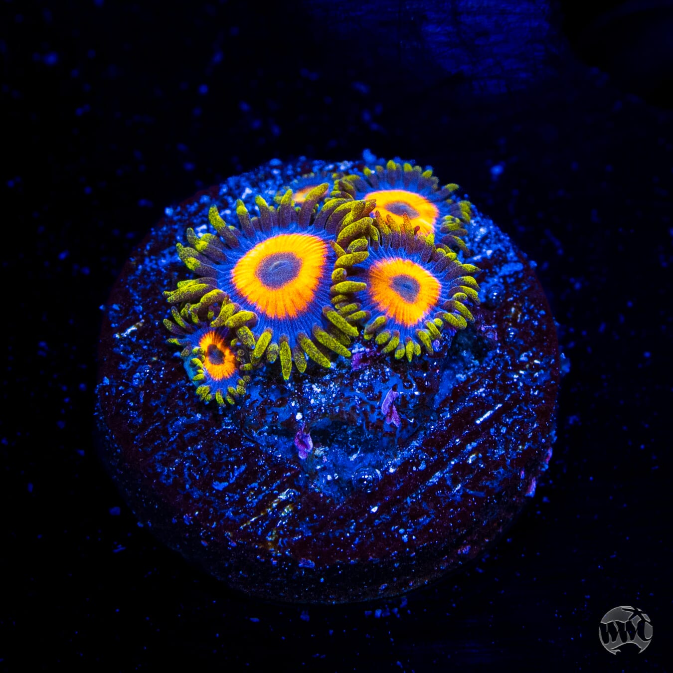 Jungle Juice Zoanthids