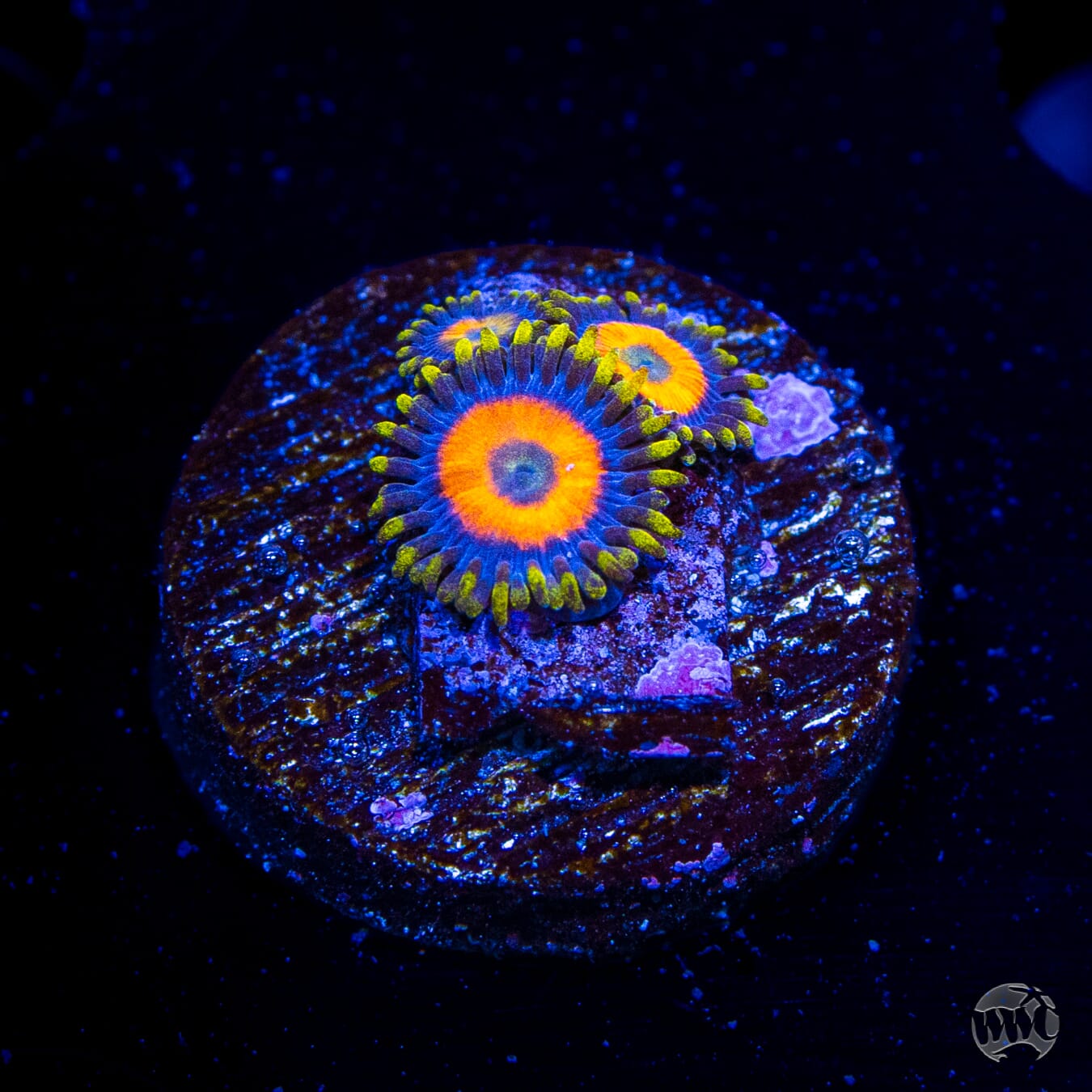 Jungle Juice Zoanthids