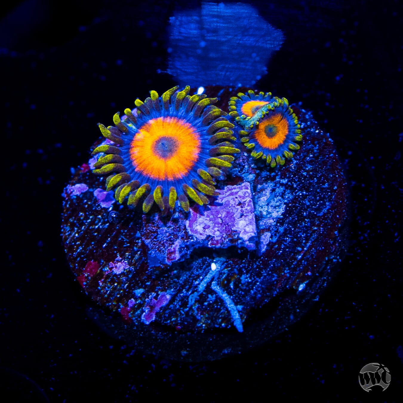 Jungle Juice Zoanthids