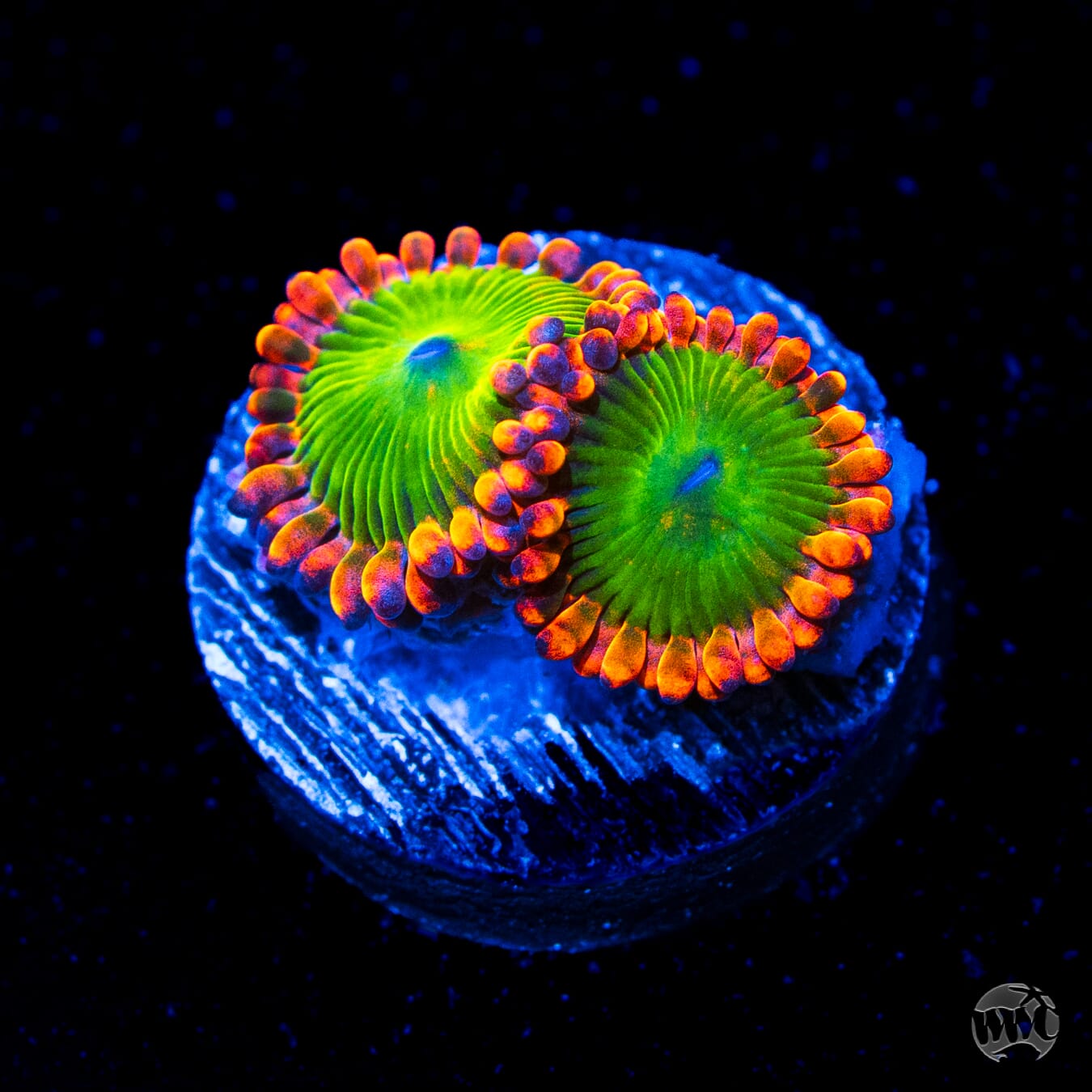 Oompa Loompa Zoanthids