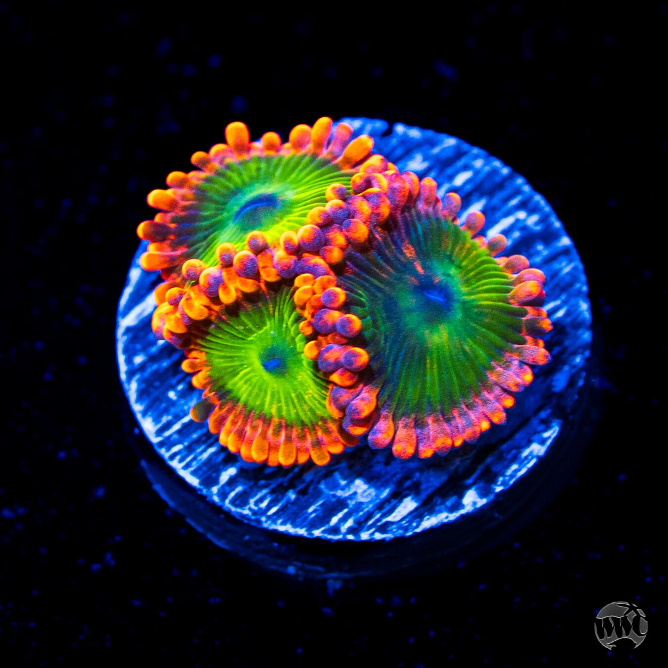 Oompa Loompa Zoanthids