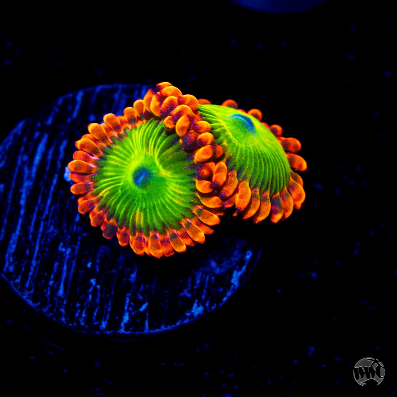 Oompa Loompa Zoanthids