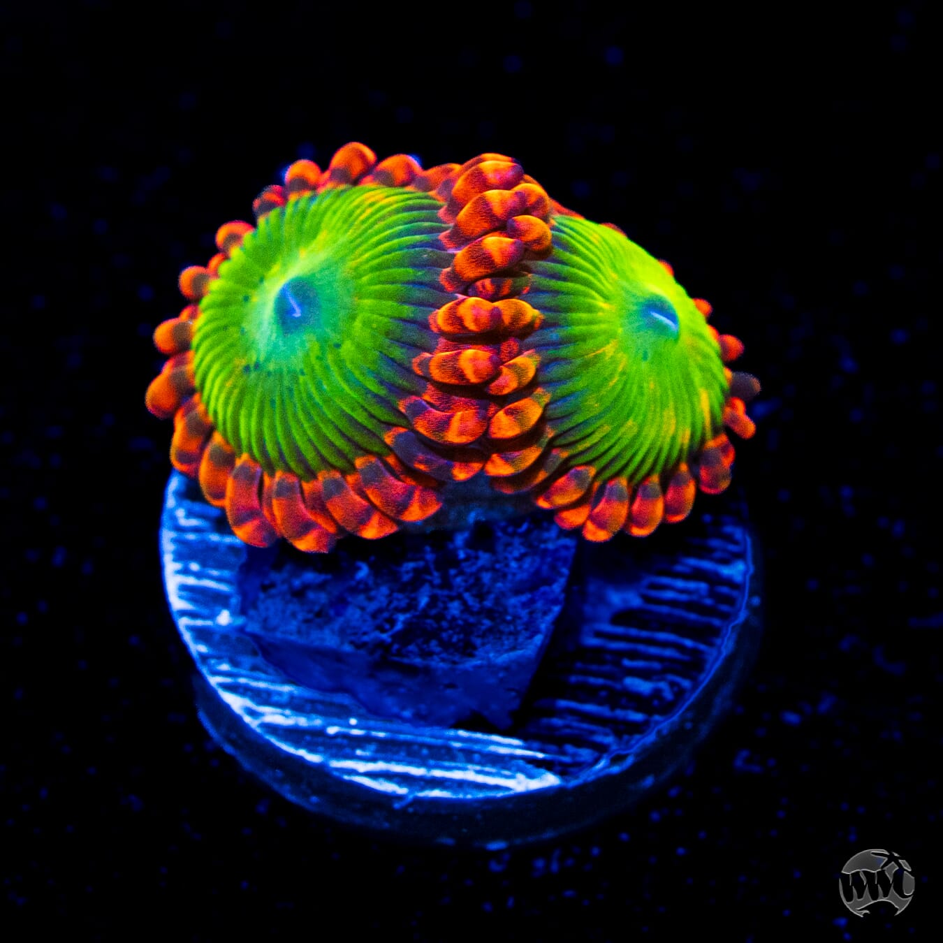 Oompa Loompa Zoanthids