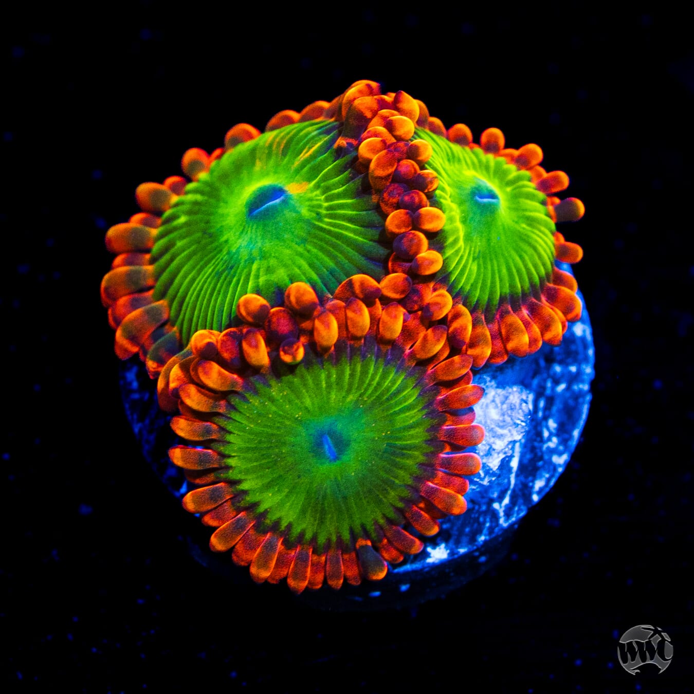 Oompa Loompa Zoanthids