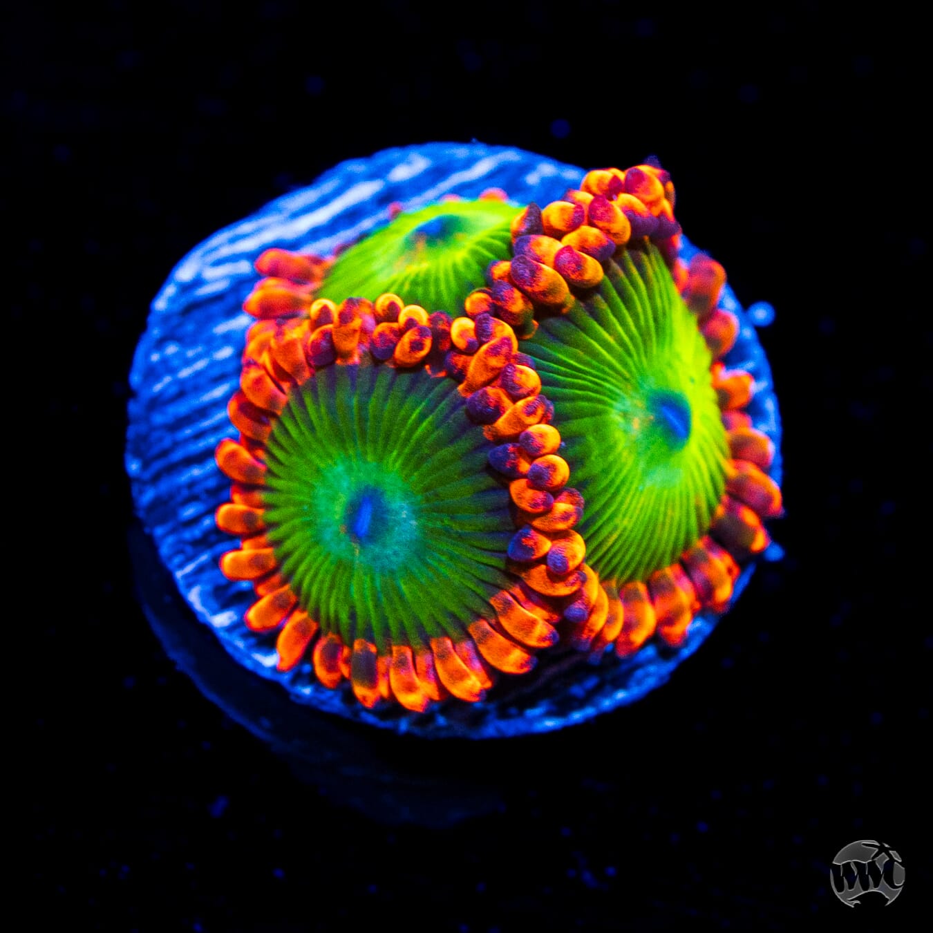 Oompa Loompa Zoanthids