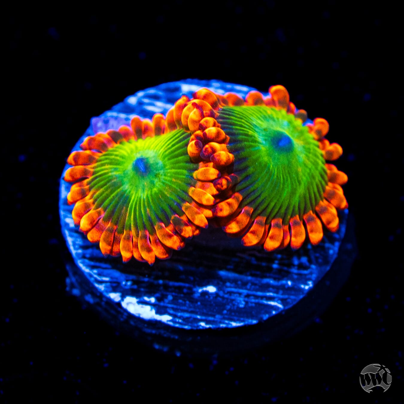 Oompa Loompa Zoanthids