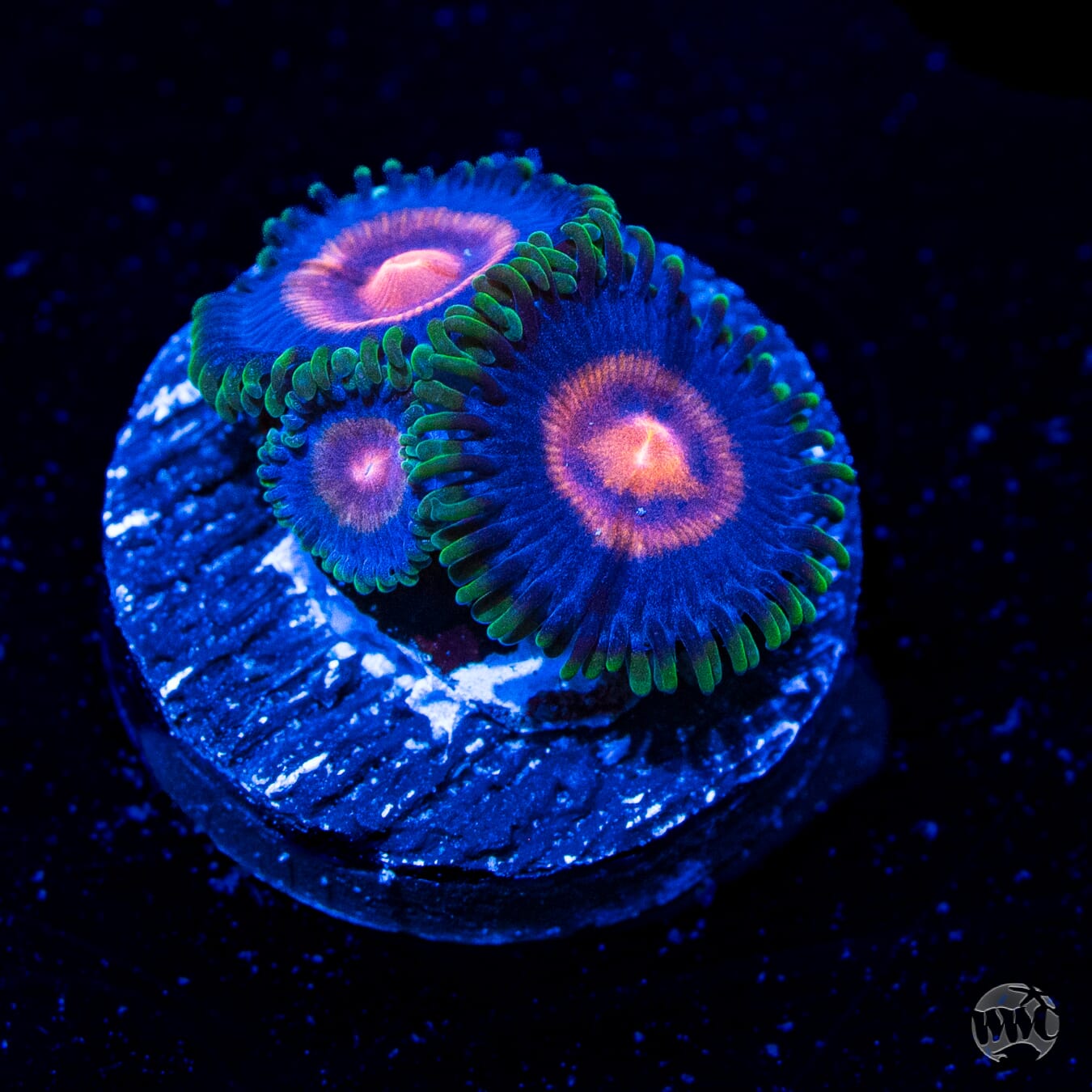 Supergirls Zoanthids