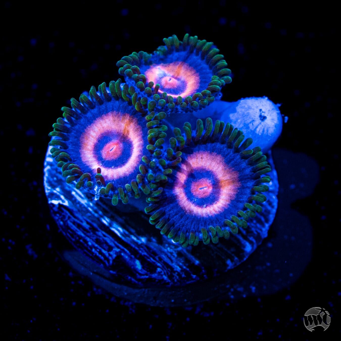 Supergirls Zoanthids